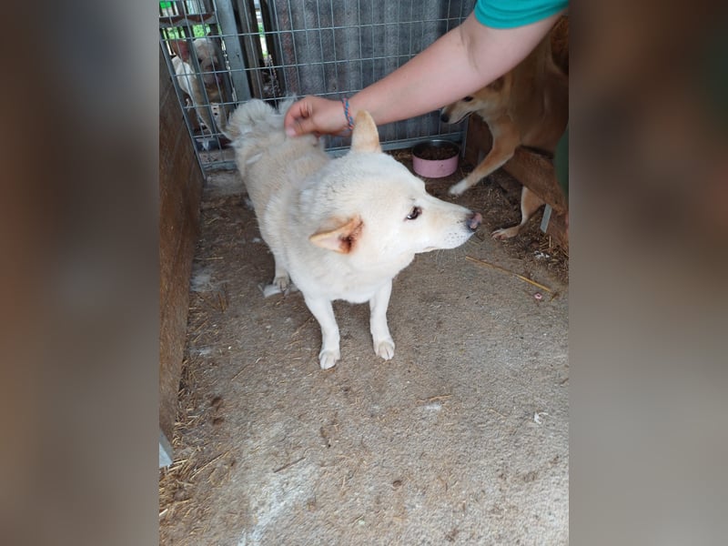 Lien PP – Offener Shiba Inu-Rüde auf der Suche nach seinem Zuhause
