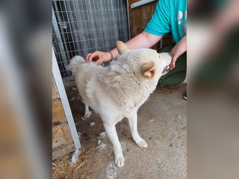 Lien PP – Offener Shiba Inu-Rüde auf der Suche nach seinem Zuhause
