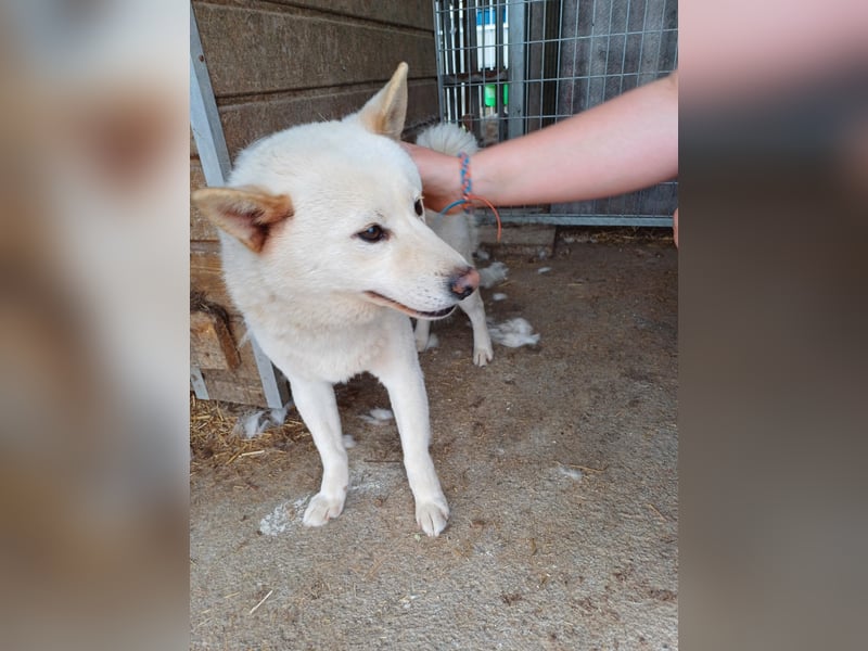 Lien, offener, freundlicher Shiba Inu Rüde geb. 2023
