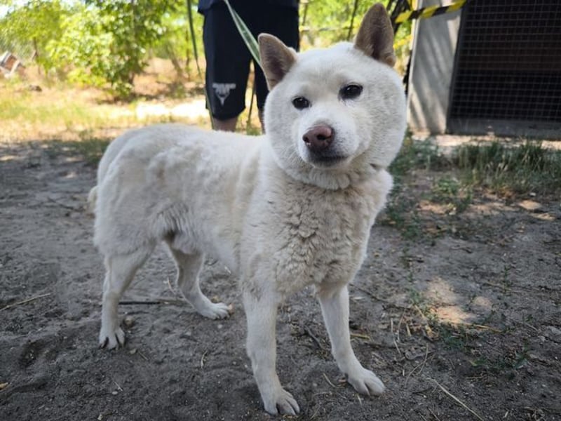 Hachi, sanfter Traumhund, ca. 10 Jahre, ca. 37 cm, ca. 11 kg