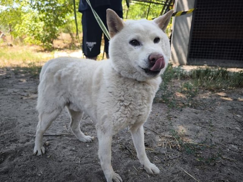 Hachi, sanfter Traumhund, ca. 10 Jahre, ca. 37 cm, ca. 11 kg