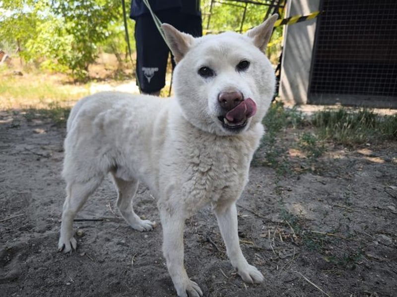 Hachi, sanfter Traumhund, ca. 10 Jahre, ca. 37 cm, ca. 11 kg