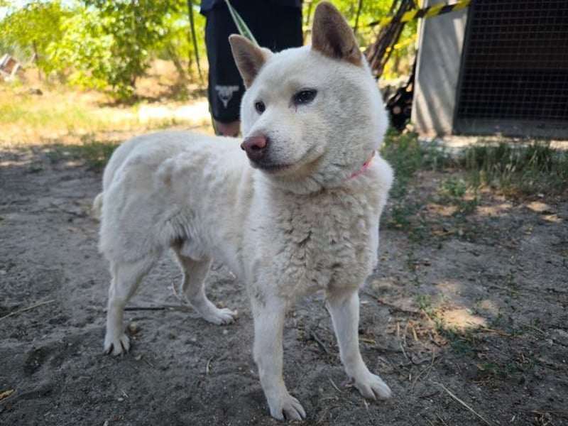 Hachi, sanfter Traumhund, ca. 10 Jahre, ca. 37 cm, ca. 11 kg