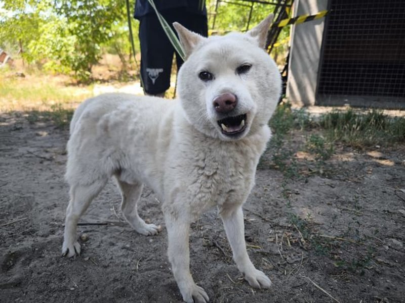 Hachi, sanfter Traumhund, ca. 10 Jahre, ca. 37 cm, ca. 11 kg