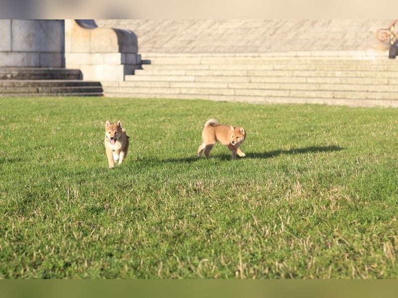 Shiba inu Welpe-YOSUKE& YOSHITO