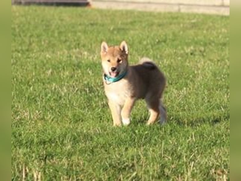 Shiba inu Welpe-YOSUKE& YOSHITO