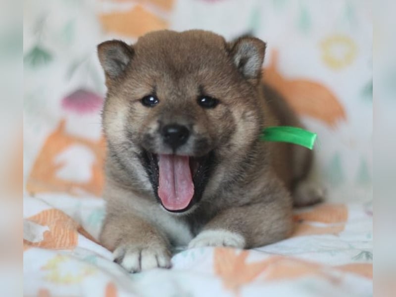 Shiba inu Welpe-YOSUKE& YOSHITO