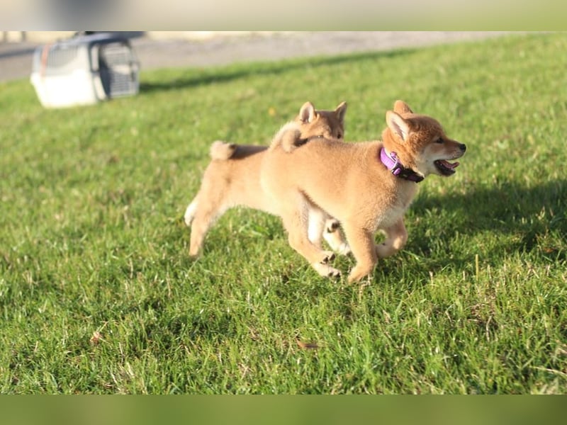 Shiba inu Welpe-YOSUKE& YOSHITO