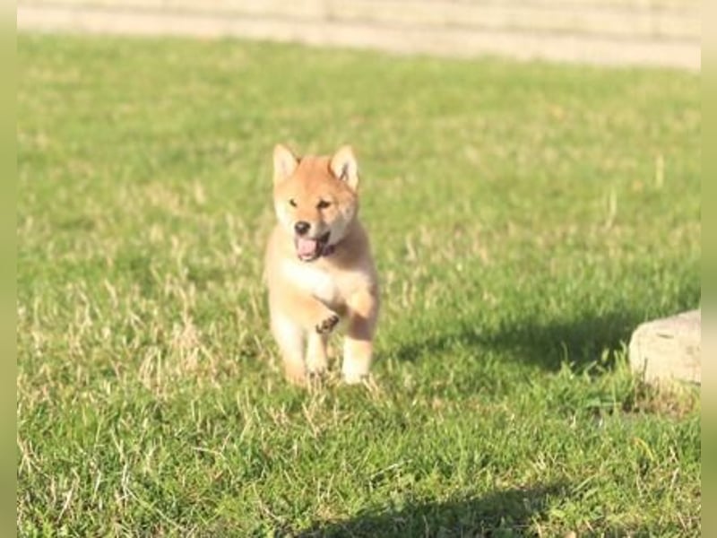 Shiba inu Welpe-YOSUKE& YOSHITO