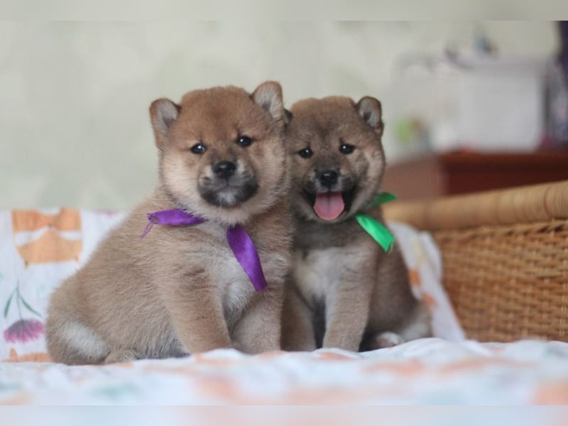 Shiba inu Welpe-YOSUKE& YOSHITO