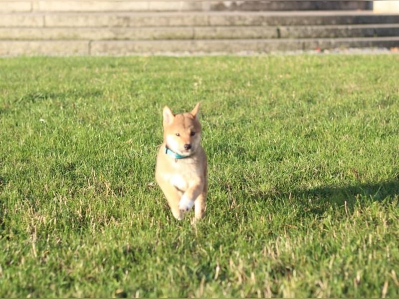 Shiba inu Welpe-YOSUKE& YOSHITO