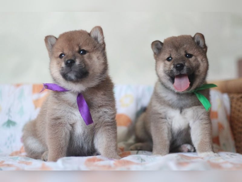 Shiba inu Welpe-YOSUKE& YOSHITO