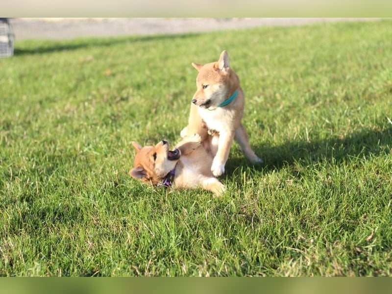 Shiba inu Welpe-YOSUKE& YOSHITO