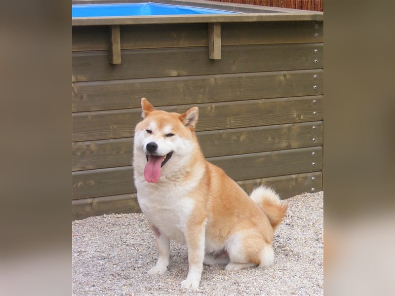 Erstklassige Shiba Inu Zucht in Sachsen