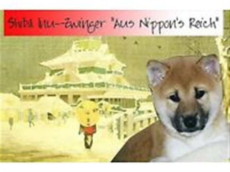 Erstklassige Shiba Inu Zucht in Sachsen