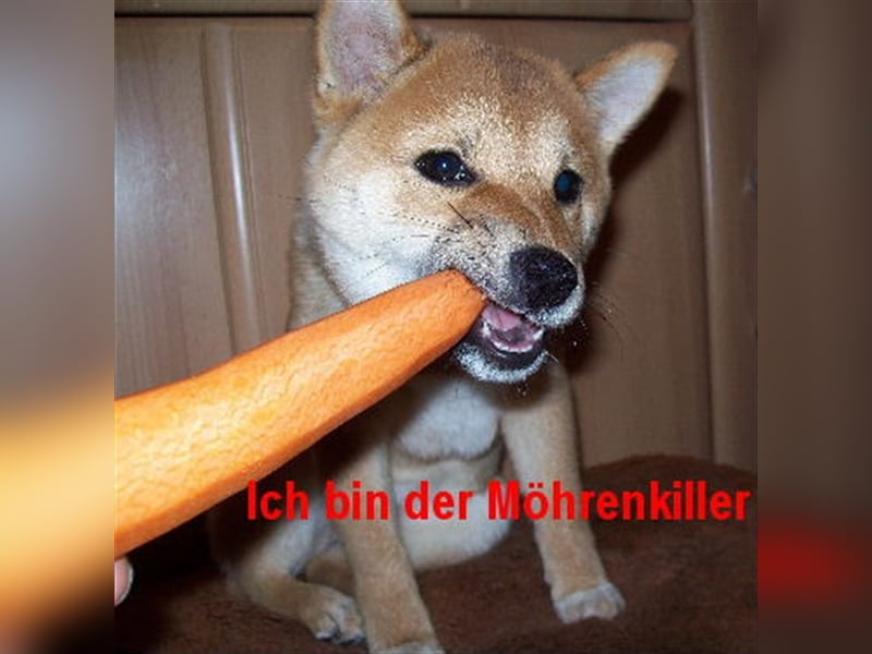 Erstklassige Shiba Inu Zucht in Sachsen