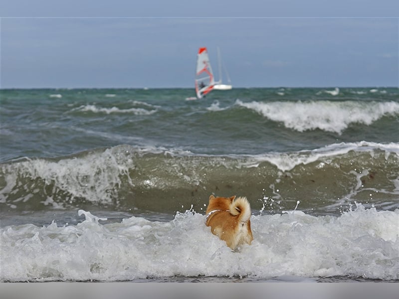 Erstklassige Shiba Inu Zucht in Sachsen