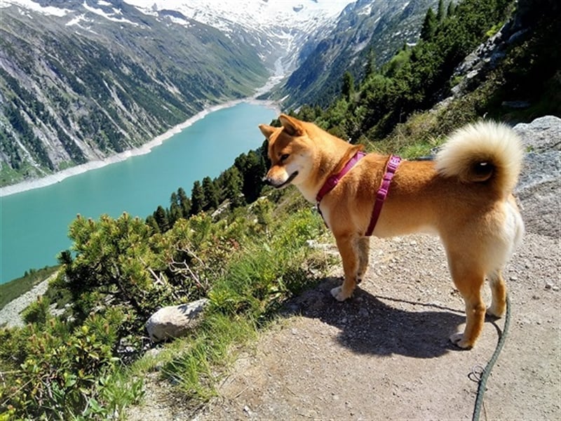 Erstklassige Shiba Inu Zucht in Sachsen