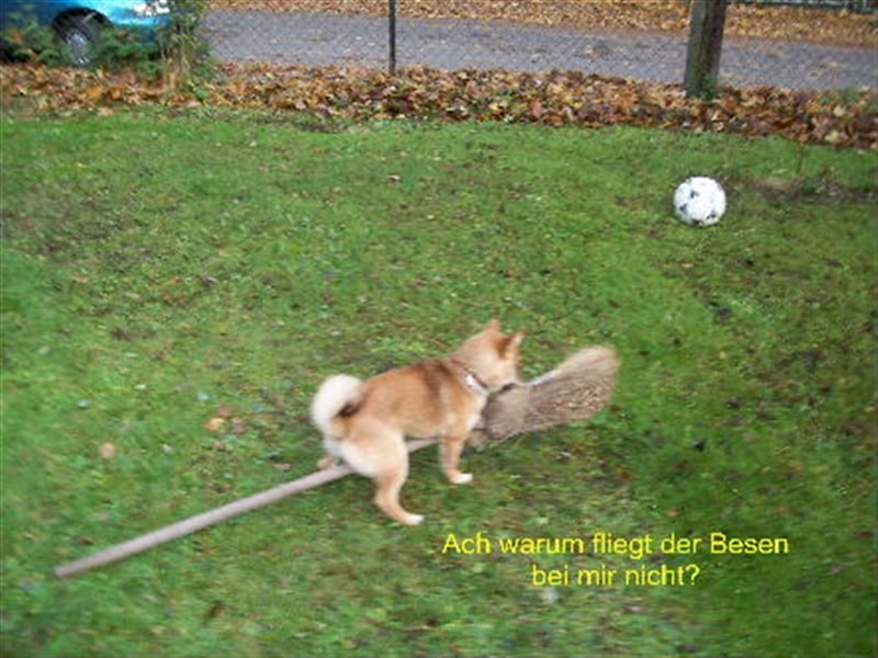 Erstklassige Shiba Inu Zucht in Sachsen