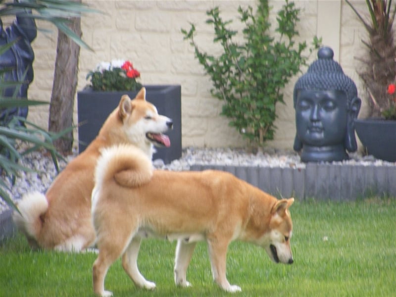 Erstklassige Shiba Inu Zucht in Sachsen