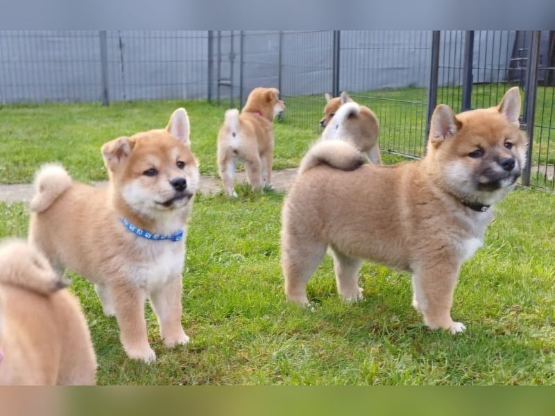 Shiba Inu Welpen