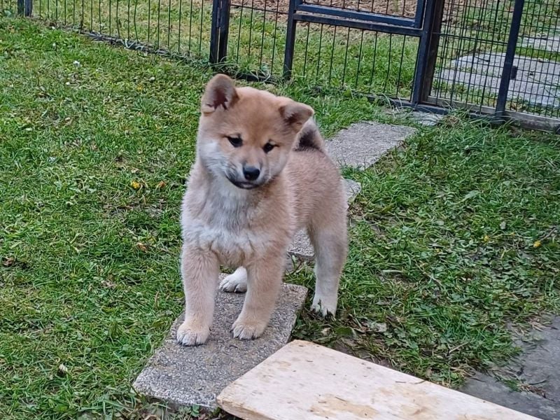 Shiba Inu Welpen