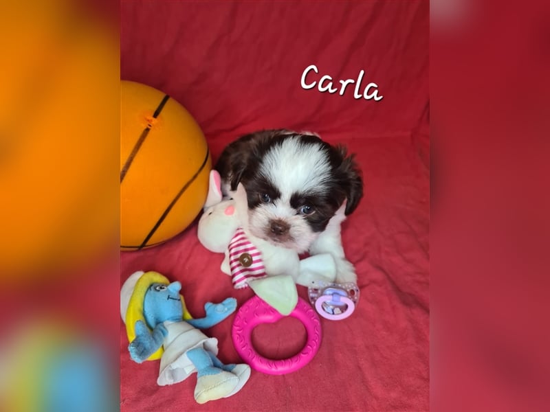 Shih tzu Bolonka Welpen