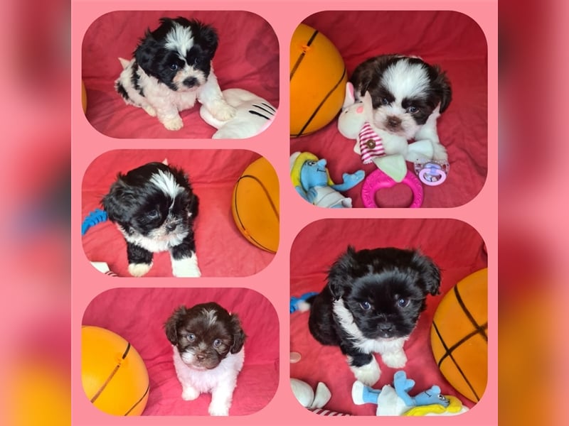 Shih tzu Bolonka Welpen