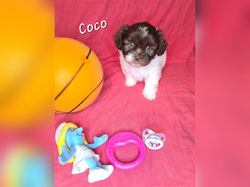 Shih tzu Bolonka Welpen