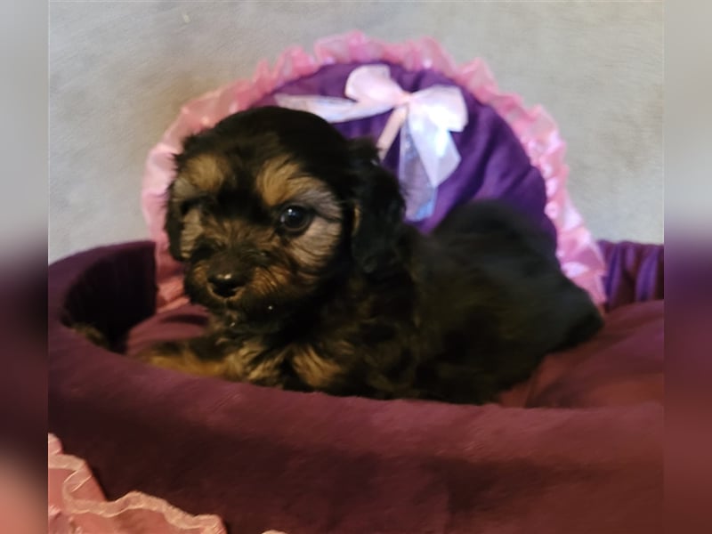 Zwergpudel x ShihTzu Welpen