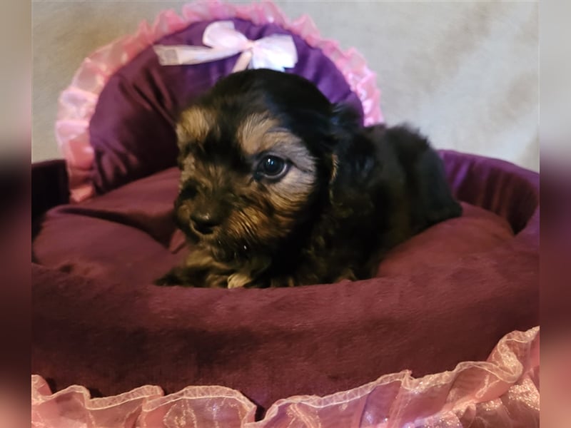 Zwergpudel x ShihTzu Welpen