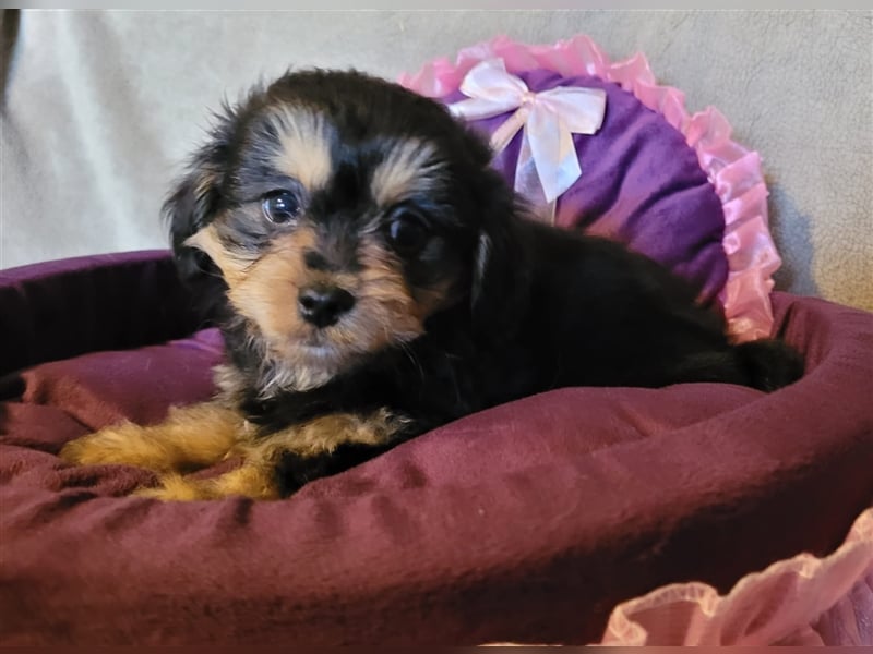 Zwergpudel x ShihTzu Welpen