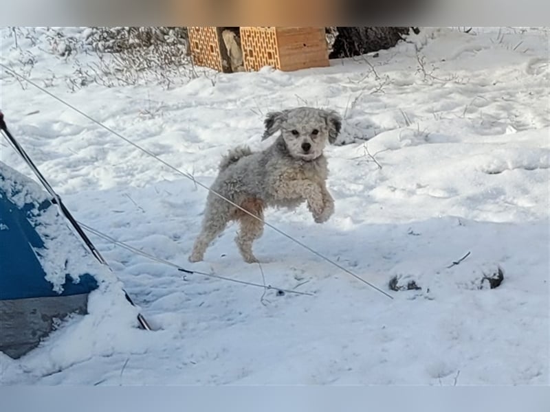 Zwergpudel x ShihTzu Welpen