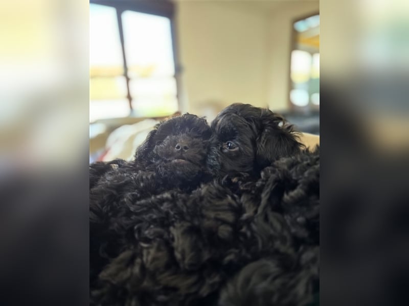 Shih Poo Rüde sucht noch ein Zuhause