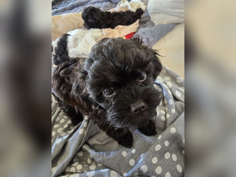 Shih Poo Rüde sucht noch ein Zuhause