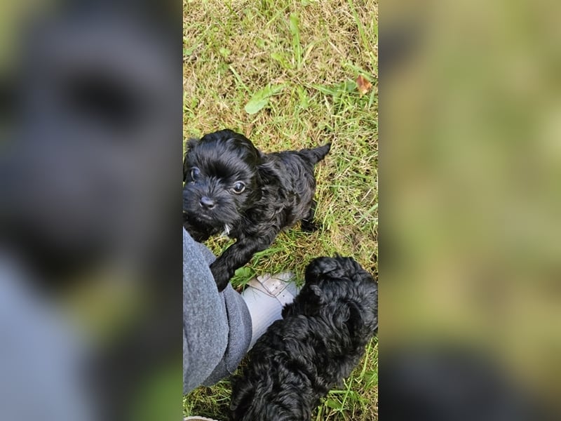 Shih Poo Rüde sucht noch ein Zuhause