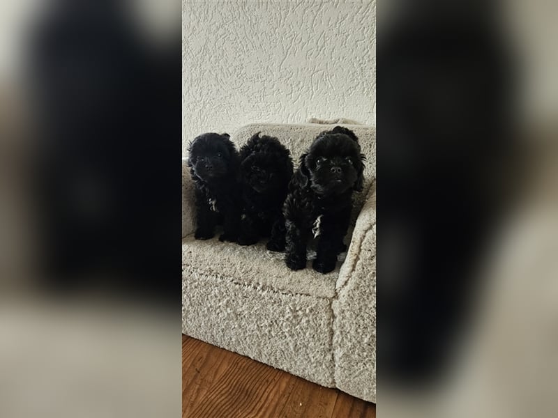 Shih Poo Rüde sucht noch ein Zuhause