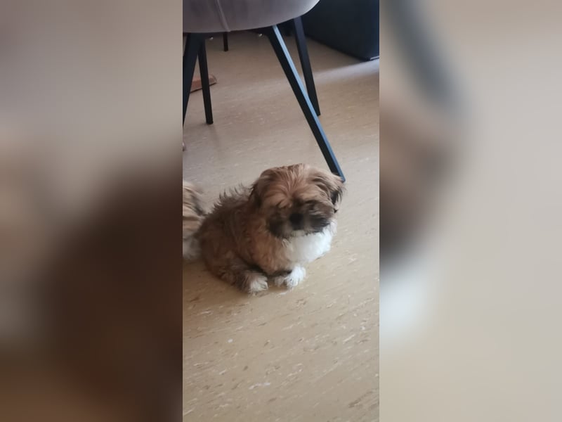 Kleiner LEO sucht seine Menschen