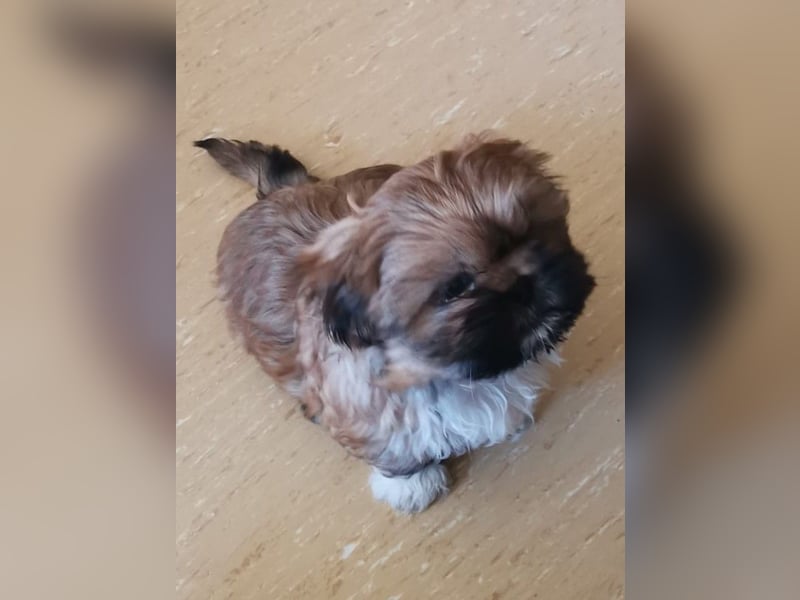 Kleiner LEO sucht seine Menschen