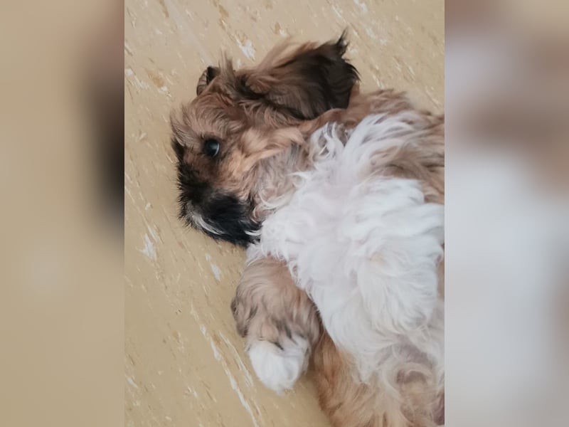 Kleiner LEO sucht seine Menschen