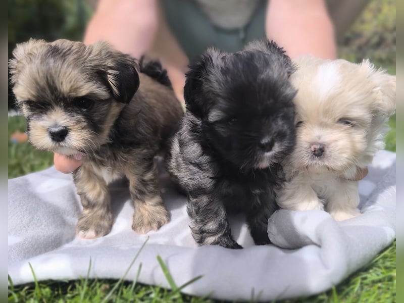 Shih Tzu / Pomeranian Welpen