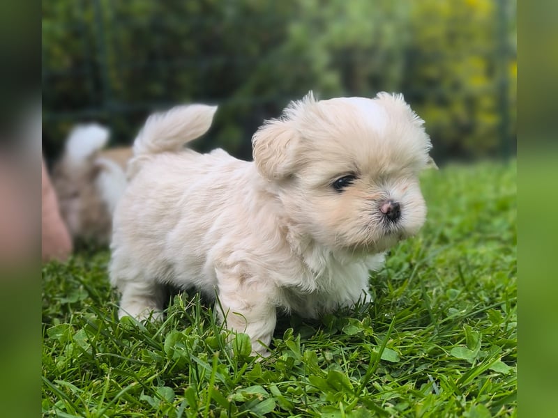 Shih Tzu / Pomeranian Welpen