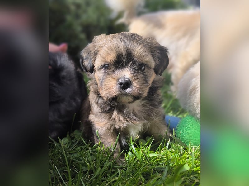 Shih Tzu / Pomeranian Welpen