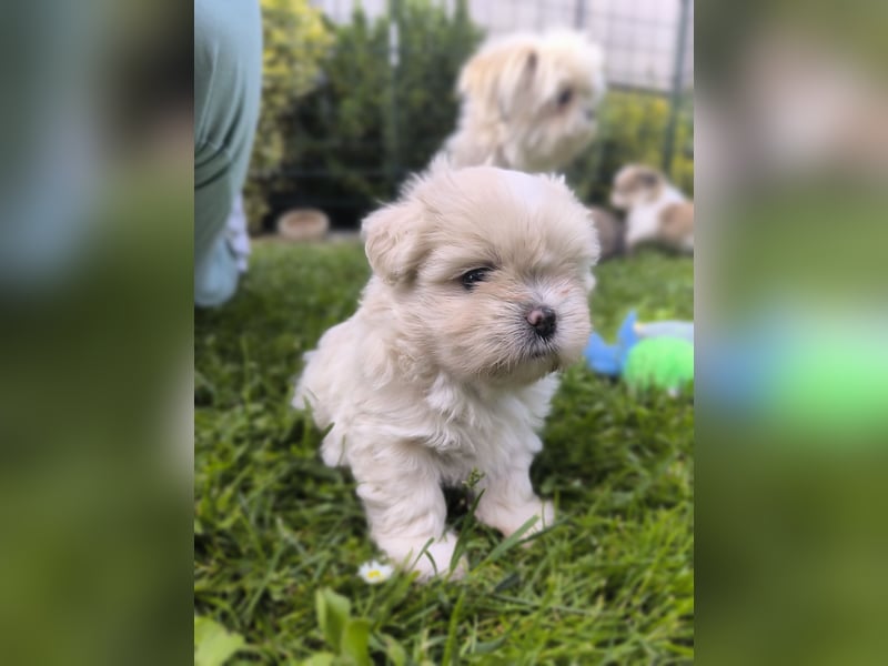 Shih Tzu / Pomeranian Welpen