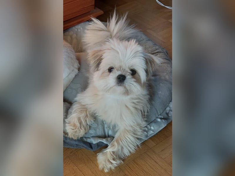 Shih Tzu / Pomeranian Welpen