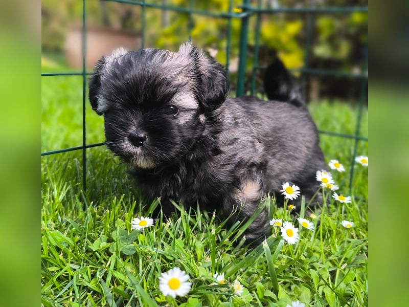 Shih Tzu / Pomeranian Welpen