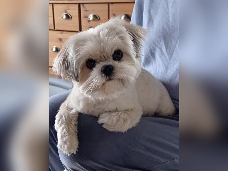 Shih Tzu / Pomeranian Welpen