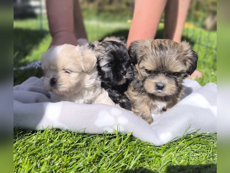 Shih Tzu / Pomeranian Welpen