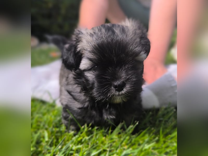 Shih Tzu / Pomeranian Welpen