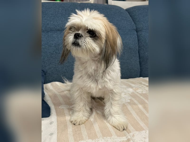Baxi ein toller Shih tzu